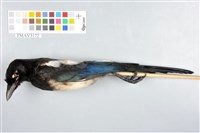 藏品(喜鵲)的圖片